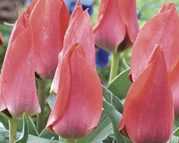 Tulipán Greigův 'Trauttmansdorff'