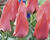 Tulipán Greigův 'Trauttmansdorff'