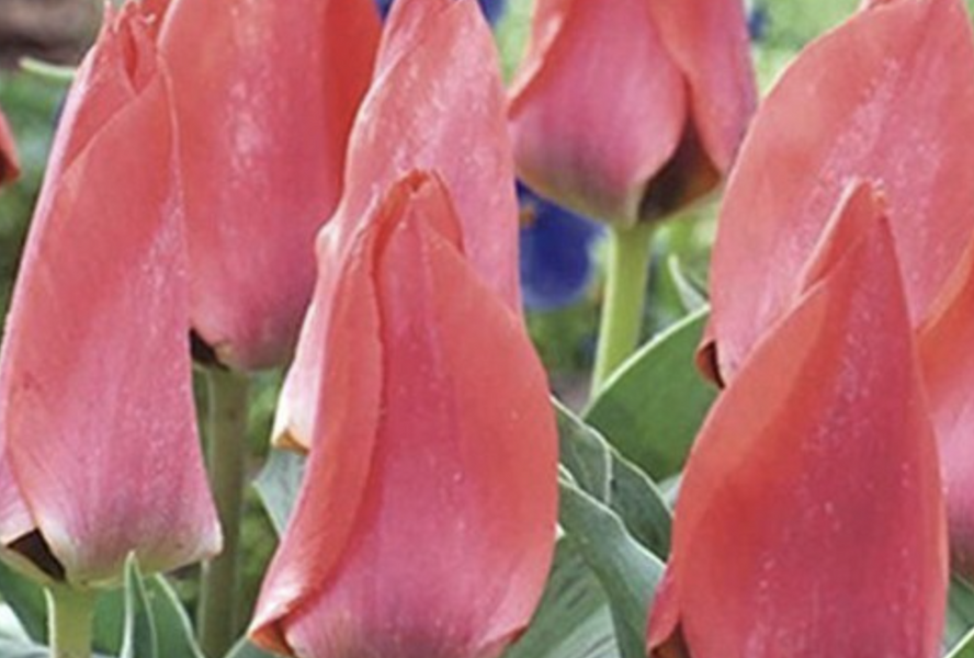 Tulipán Greigův 'Trauttmansdorff' - Tulipa Greigii 'Trauttmansdorff'