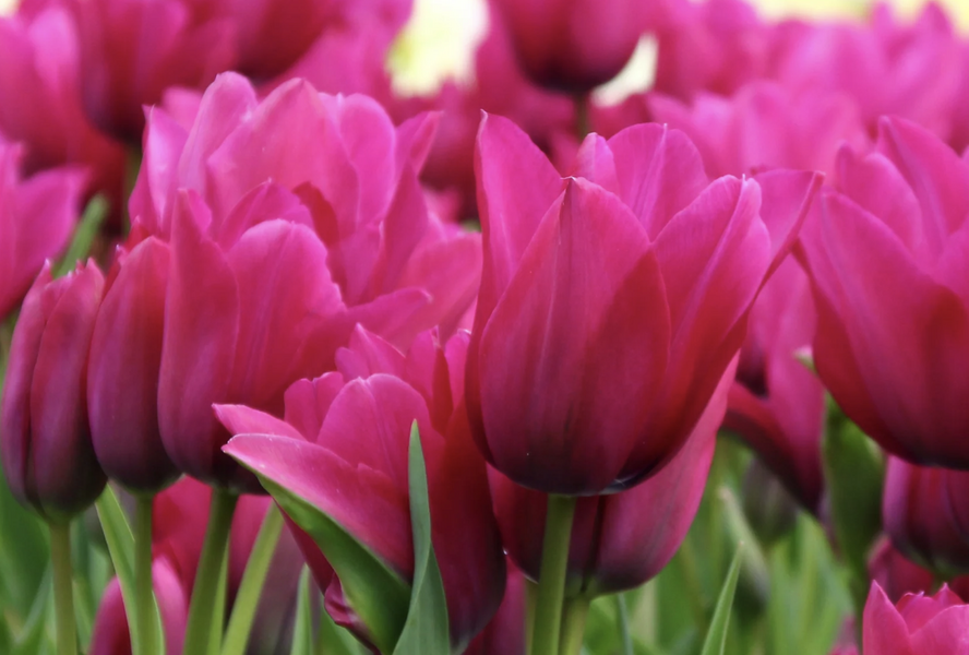 Tulipán mnohokvětý 'Night Club' - Tulipa Bouquet 'Night Club'