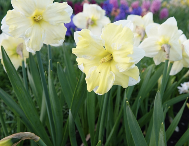 Narcis 'Cassata' - Narcissus 'Cassata'