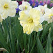 Narcis 'Cassata' - Narcissus 'Cassata'