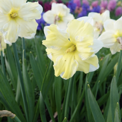 Narcis 'Cassata' - Narcissus 'Cassata'