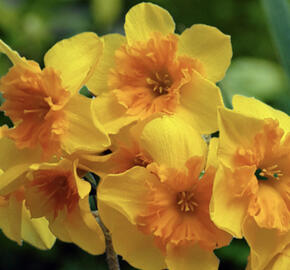 Narcis 'Slice of Life'