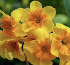 Narcis 'Slice of Life' - Narcissus 'Slice of Life'