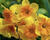 Narcis 'Slice of Life'