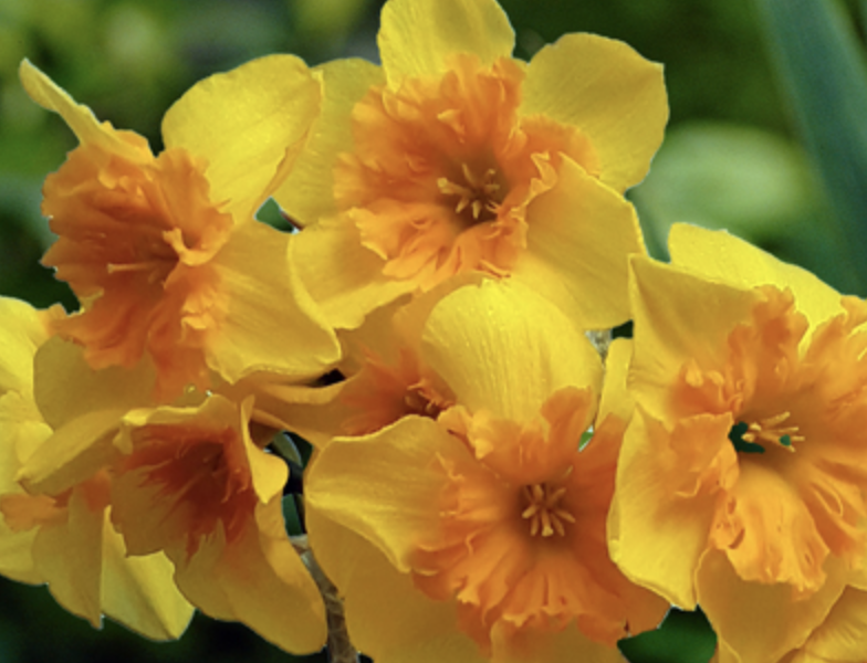 Narcis 'Slice of Life' - Narcissus 'Slice of Life'