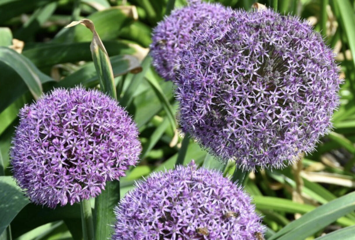 Česnek 'Party Balloons' - Allium 'Party Balloons'