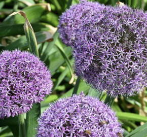 Česnek 'Party Balloons'