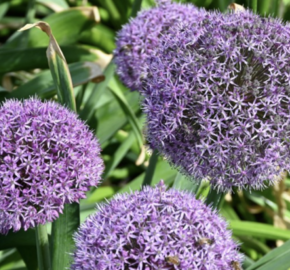 Česnek 'Party Balloons' - Allium 'Party Balloons'
