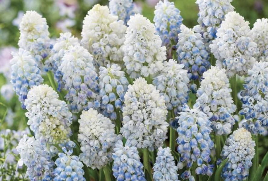 Modřenec 'Nature's Beauty' - Muscari armeniacum 'Nature's Beauty'
