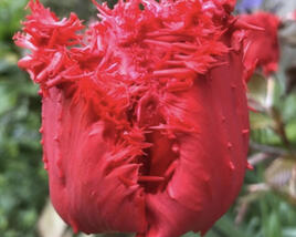 Tulipán 'Barbados'