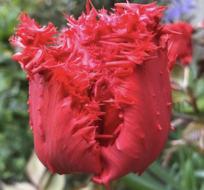 Tulipán 'Barbados' - Tulipa 'Barbados'