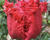 Tulipán 'Barbados'