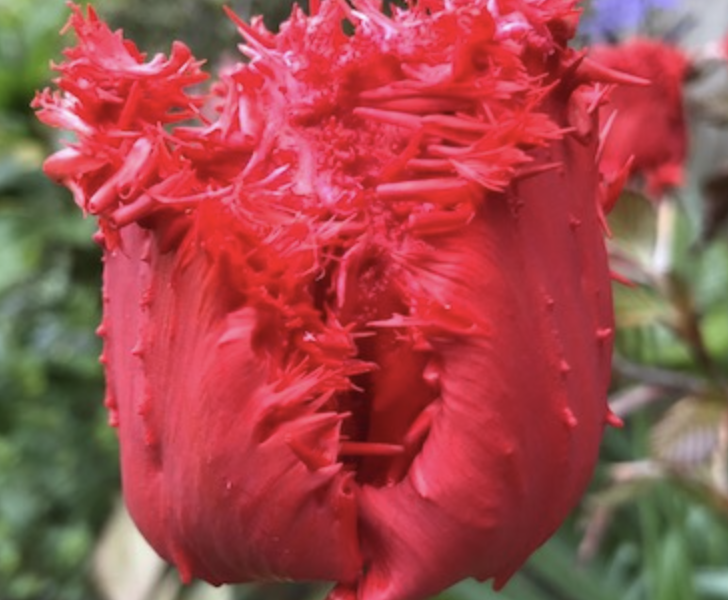 Tulipán 'Barbados' - Tulipa 'Barbados'