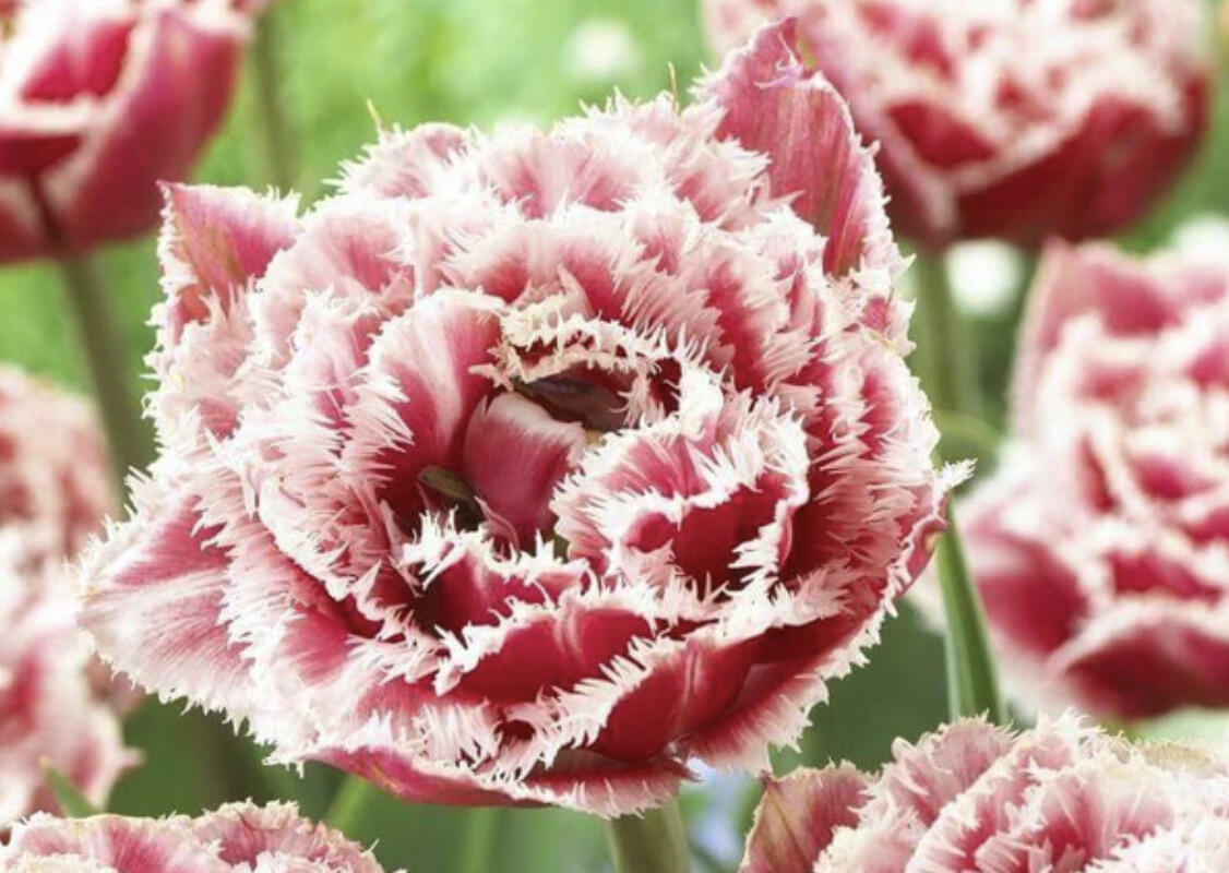 Tulipán plnokvětý třepenitý 'Brest' - Tulipa Double Crispa 'Brest'