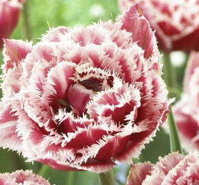 Tulipán plnokvětý třepenitý 'Brest'