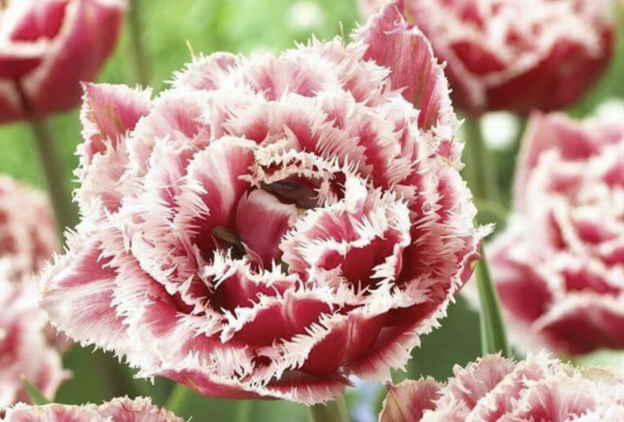 Tulipán plnokvětý třepenitý 'Brest' - Tulipa Double Crispa 'Brest'