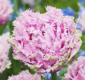 Tulipán třepenitý 'Cairns'