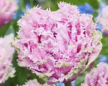 Tulipán třepenitý 'Cairns'