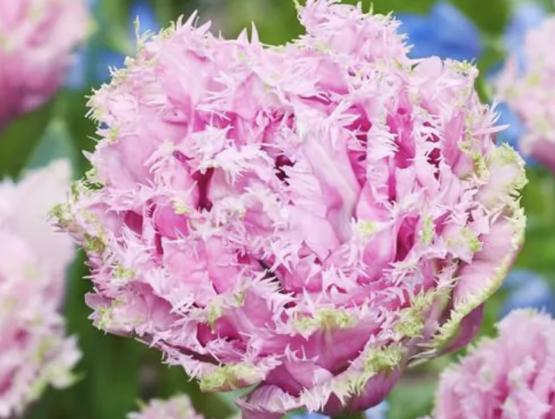 Tulipán třepenitý 'Cairns' - Tulipa Fringed 'Cairns'