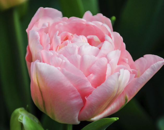 Tulipán 'Dreamer' - Tulipa 'Dreamer'