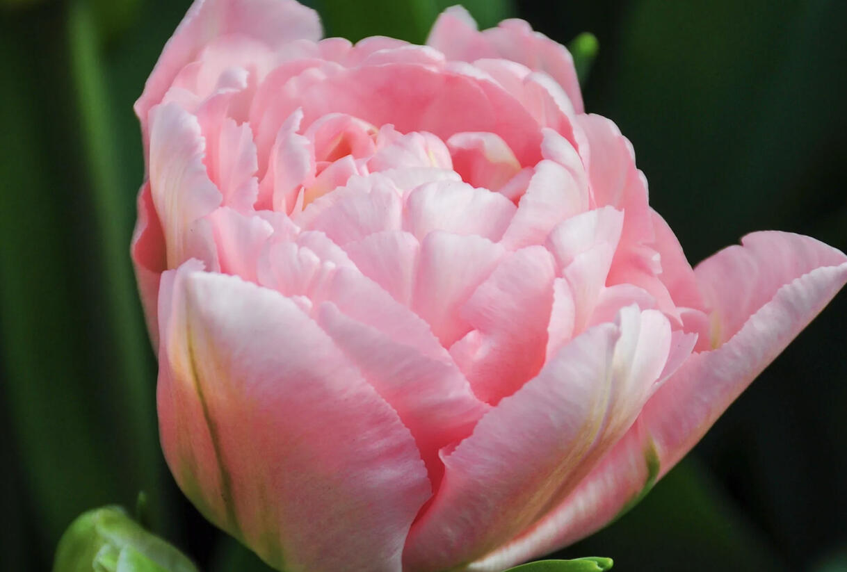 Tulipán 'Dreamer' - Tulipa 'Dreamer'