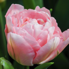 Tulipán 'Dreamer' - Tulipa 'Dreamer'