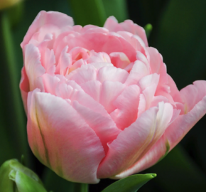 Tulipán 'Dreamer' - Tulipa 'Dreamer'