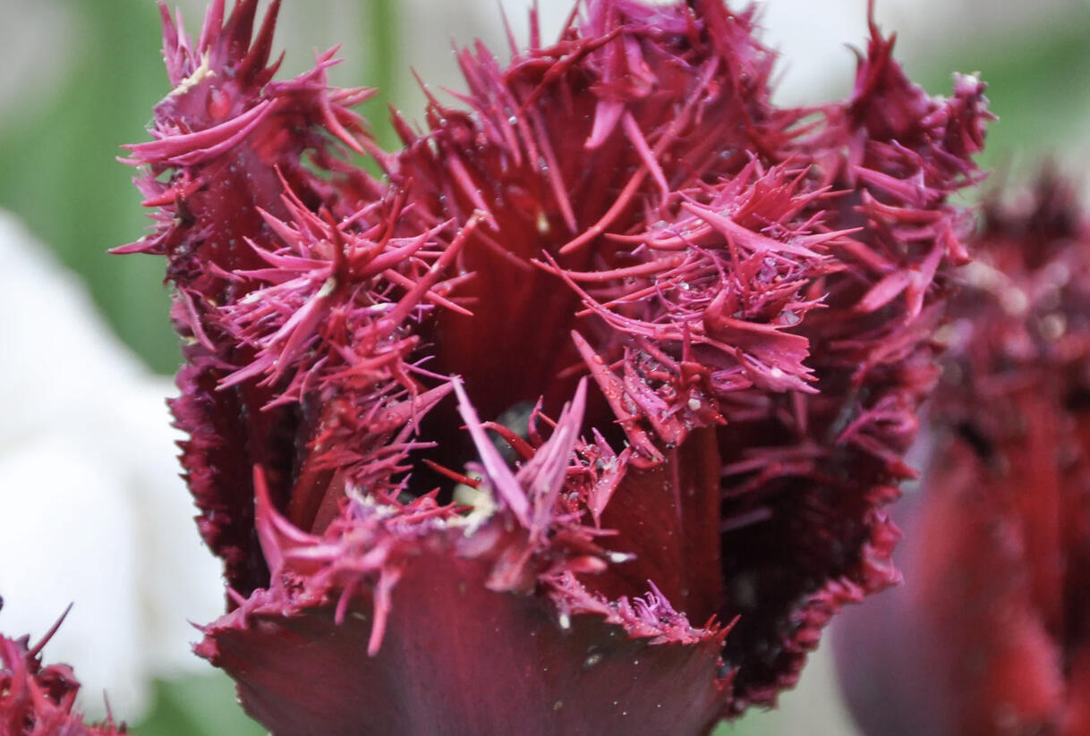 Tulipán třepenitý 'Labrador' - Tulipa Fringed 'Labrador'