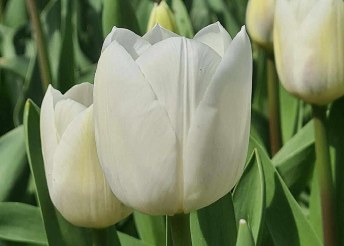 Tulipán Triumph 'Royal Virgin' - Tulipa Triumph 'Royal Virgin'