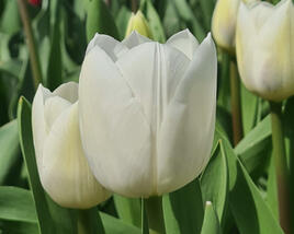 Tulipán Triumph 'Royal Virgin'
