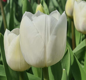 Tulipán Triumph 'Royal Virgin'
