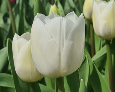 Tulipán Triumph 'Royal Virgin'