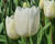 Tulipán Triumph 'Royal Virgin'