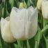 Tulipa Triumph 'Royal Virgin'.png