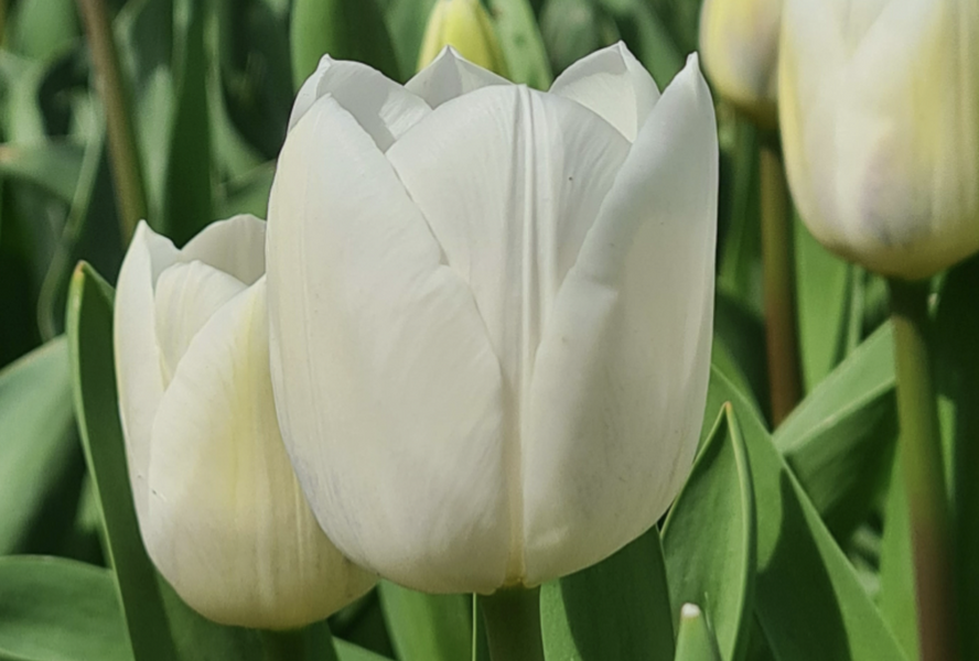 Tulipán Triumph 'Royal Virgin' - Tulipa Triumph 'Royal Virgin'