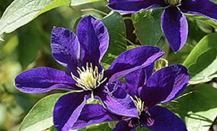 Plamének 'Neonka' - Clematis 'Neonka'