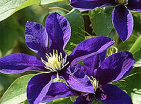 Plamének 'Neonka' - Clematis 'Neonka'