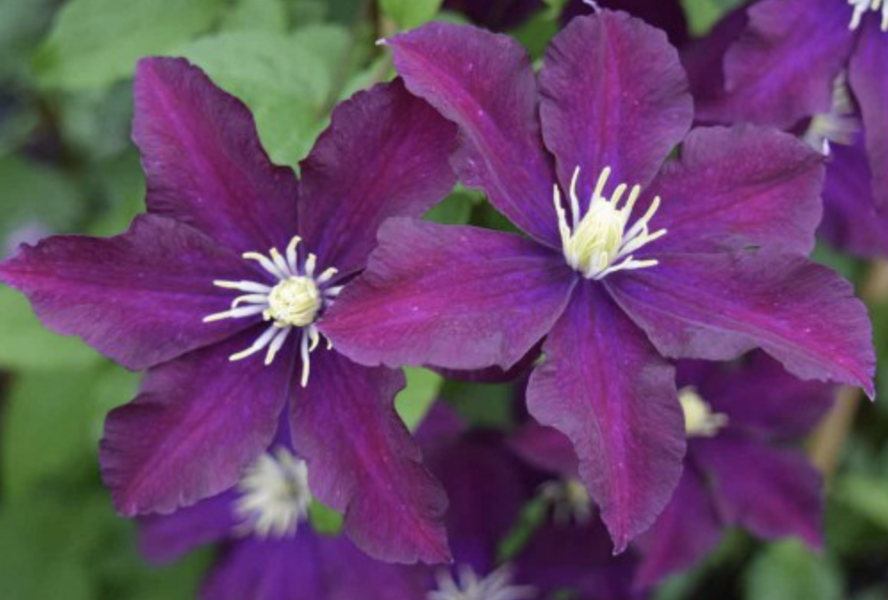 Plamének 'Once More' - Clematis 'Once More'