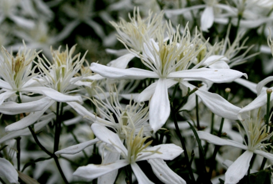 Plamének 'Stellar' - Clematis flammula 'Stellar'