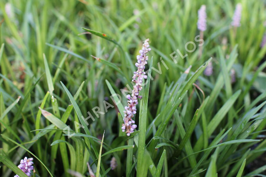 Liriope 'Moneymaker' - Liriope muscari 'Moneymaker'