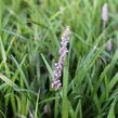 Liriope 'Moneymaker' - Liriope muscari 'Moneymaker'