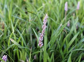 Liriope 'Moneymaker' - Liriope muscari 'Moneymaker'