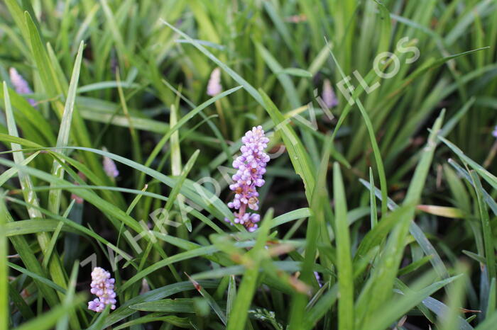 Liriope 'Moneymaker' - Liriope muscari 'Moneymaker'