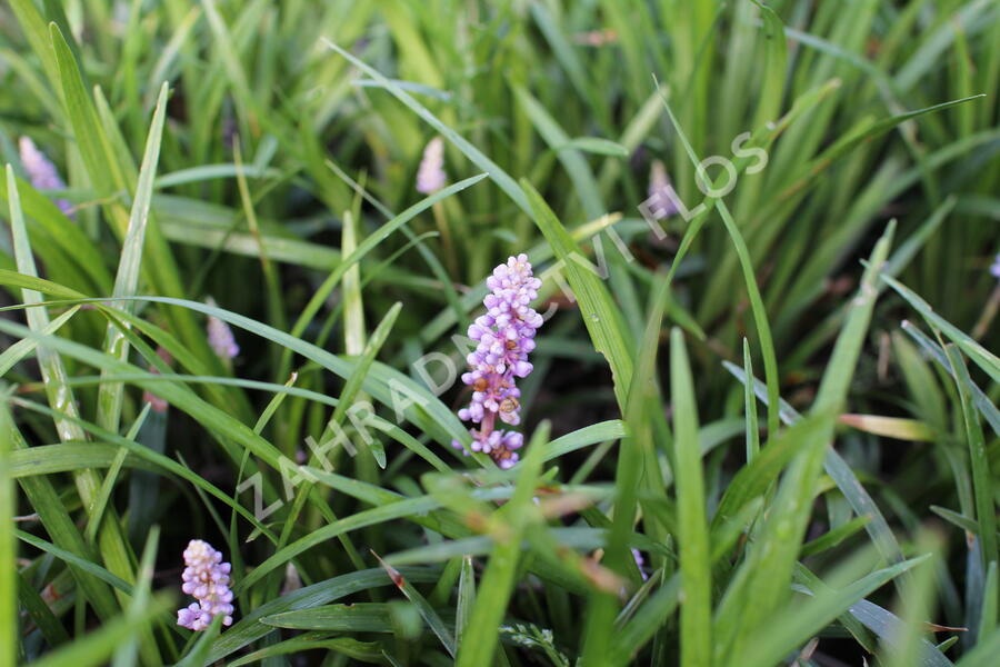 Liriope 'Moneymaker' - Liriope muscari 'Moneymaker'