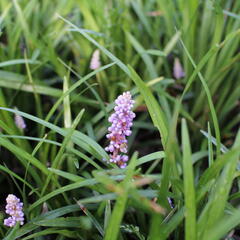 Liriope 'Moneymaker' - Liriope muscari 'Moneymaker'