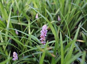 Liriope 'Moneymaker' - Liriope muscari 'Moneymaker'