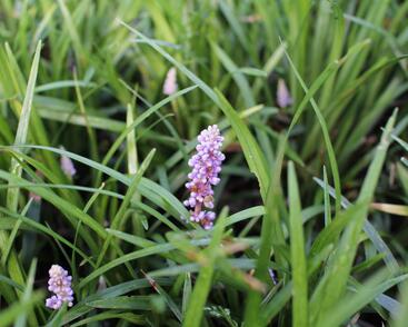 Liriope 'Moneymaker'