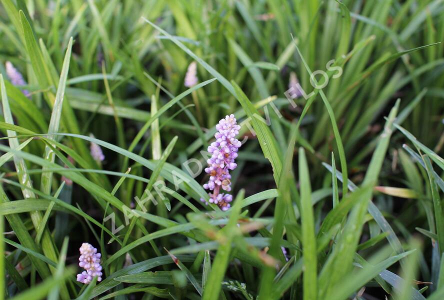 Liriope 'Moneymaker' - Liriope muscari 'Moneymaker'